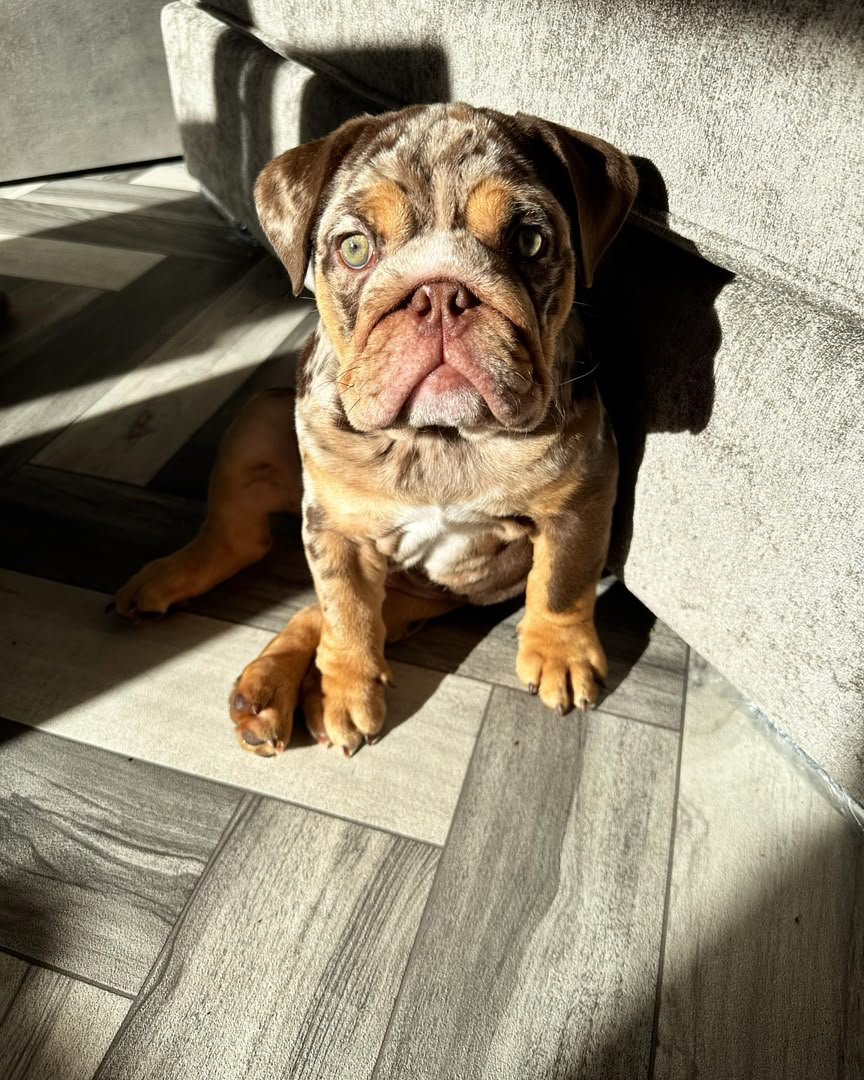 Chewie